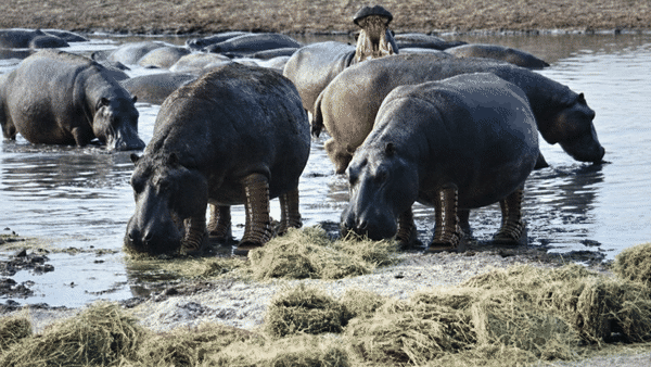 Hippopotames se nourrissant au bord de l’eau